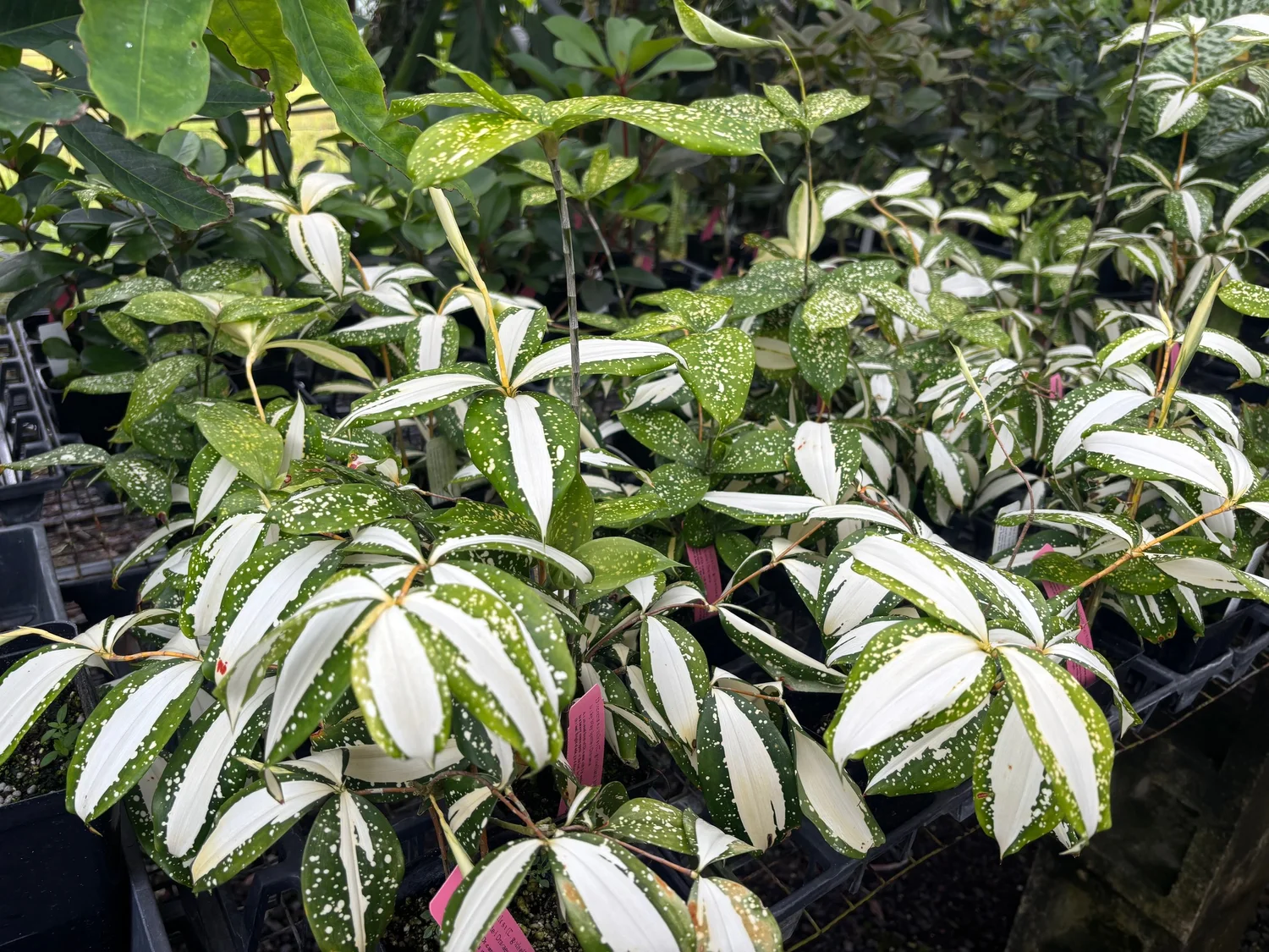 Dracaena surculosa (D. godseffiana) 'Milky Way' — Vintage Green